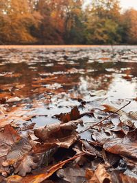 Close-up of autumn leaves in water