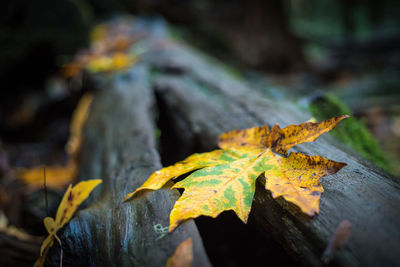 Close-up of yellow maple leaf