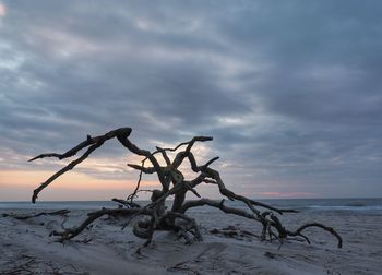 Driftwood on beach against sky during sunset