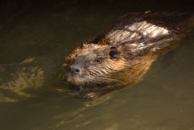 Floating nutria on the bank of a stream