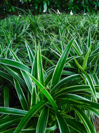 High angle view of grass growing on field