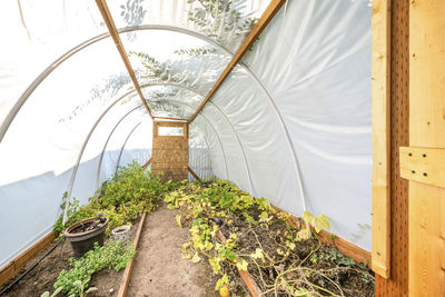 Plants growing in greenhouse