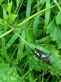 Close-up of insect on plant