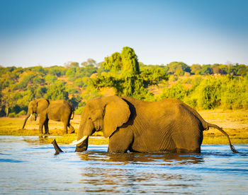 Elephant drinking water