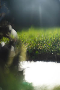 Close-up of wet grass on field