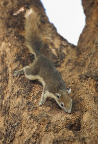 High angle view of squirrel on rock