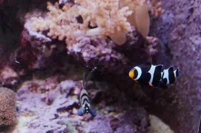 Close-up of jellyfish swimming in sea
