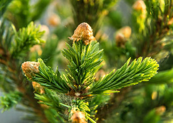 Close-up of plant growing outdoors