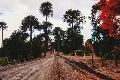 Street amidst trees against sky during autumn