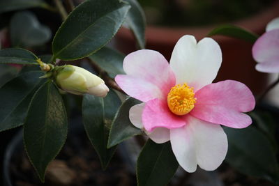 High angle close-up of white flower growing on plant