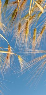 Close-up of plants against blue sky