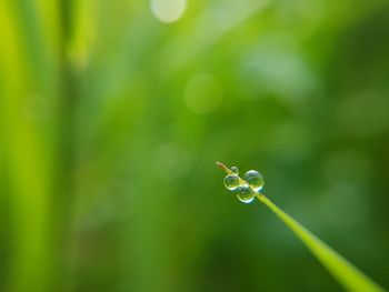 Close-up of water drops on grass plant