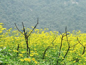 Scenic view of yellow flowering plants on land