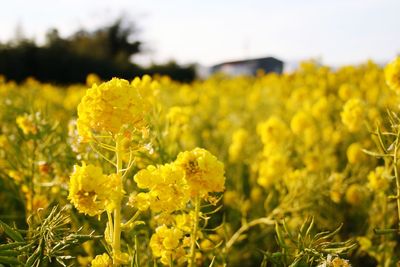 Close-up of yellow flowering plants on field
