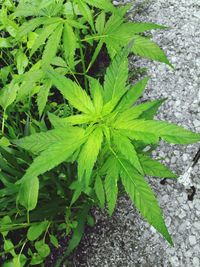 Close-up of green leaves