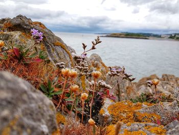 Plants growing on rocks by sea against sky