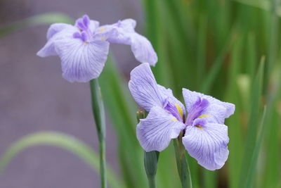 Close-up of purple iris flower