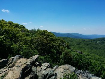 Scenic view of forest against clear sky