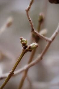 Close-up of flower buds growing on branch