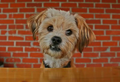 Close-up portrait of dog