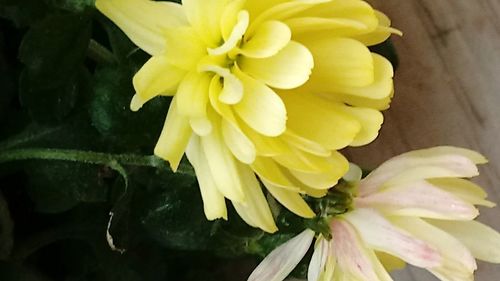 Close-up of yellow flower blooming outdoors