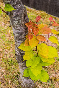 Close-up of maple leaves on tree trunk