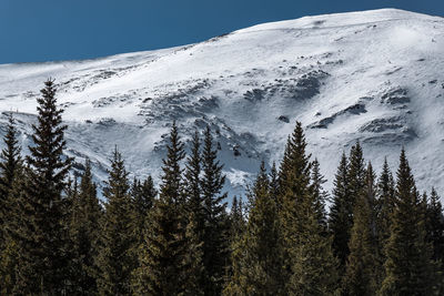 Pine trees on snowcapped mountains against sky