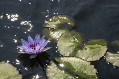 Close-up of lotus water lily in lake