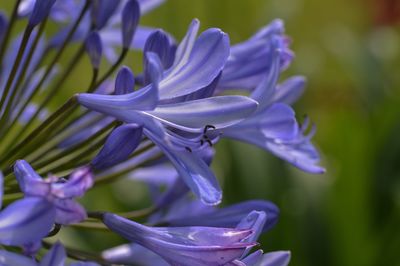 Close-up of purple iris