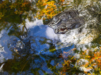 High angle view of turtle swimming in lake