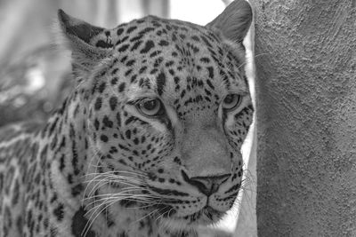 Close-up of a cat looking away