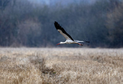 Bird flying over field