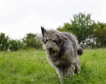 Close-up of dog on field