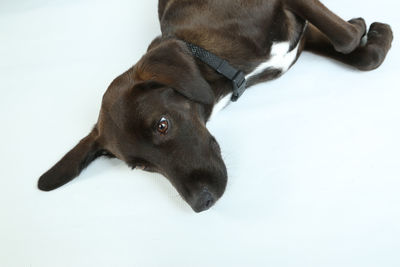 High angle view of dog resting on white background