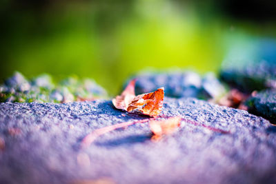 Close-up of dry leaves on wood