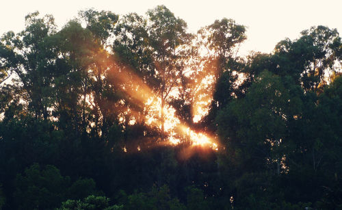 Low angle view of trees against sky during sunset