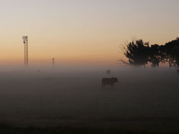 Silhouette of horse on field against sky during sunset