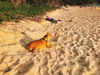 High angle view of dog on beach