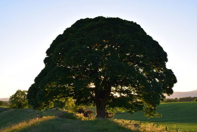 Trees on field against clear sky