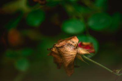 Close-up of dry leaves on plant