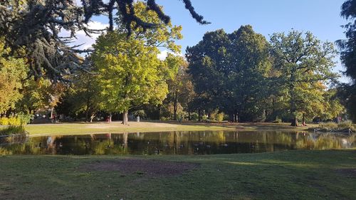 View of trees in park