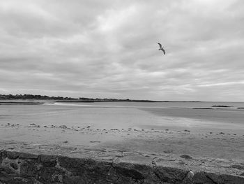 Birds flying over beach against sky