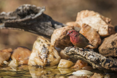 Close-up of bird on rock