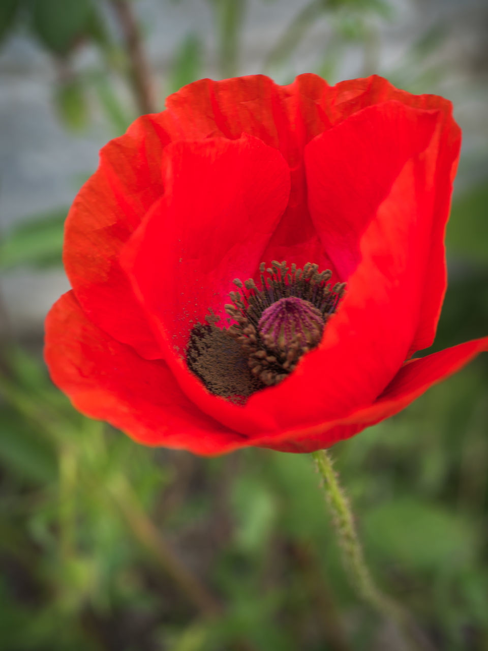 CLOSE-UP OF RED POPPY