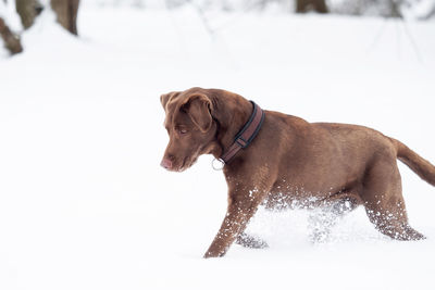 Dog looking away on snow