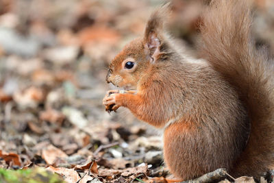 Red squirrel eating a nut 