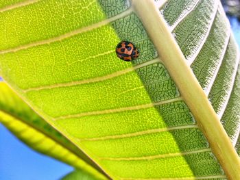 High angle view of ladybug on leaf