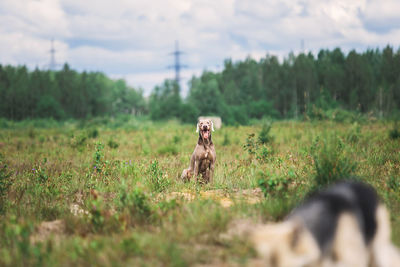 View of dog on field