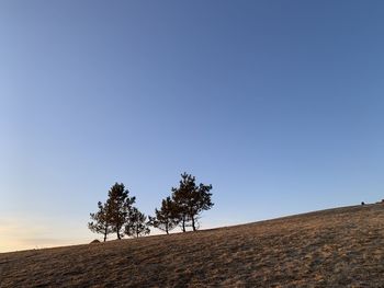 Trees on landscape against clear blue sky