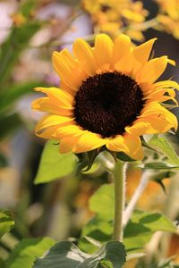 Close-up of sunflower
